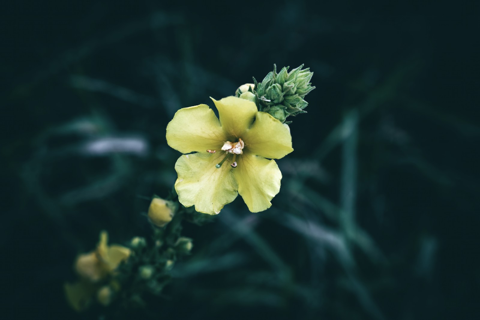 Single pale yellow mullein flower open beside woolly green buds