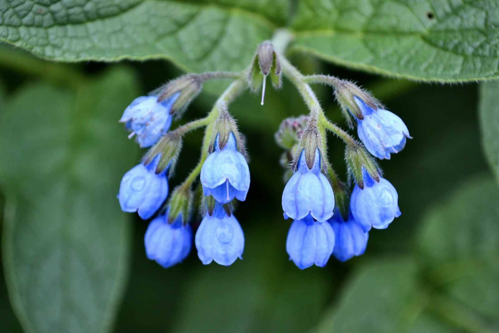 Sky-blue bell flowers of Caucasian comfrey hanging below a veined leaf