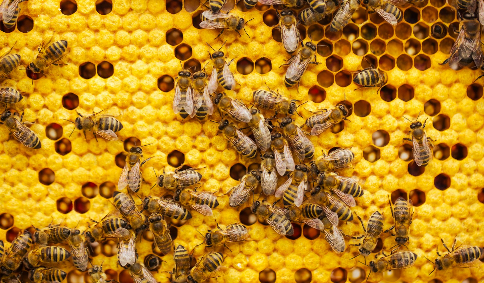 Honeybees crawling over golden wax honeycomb cells