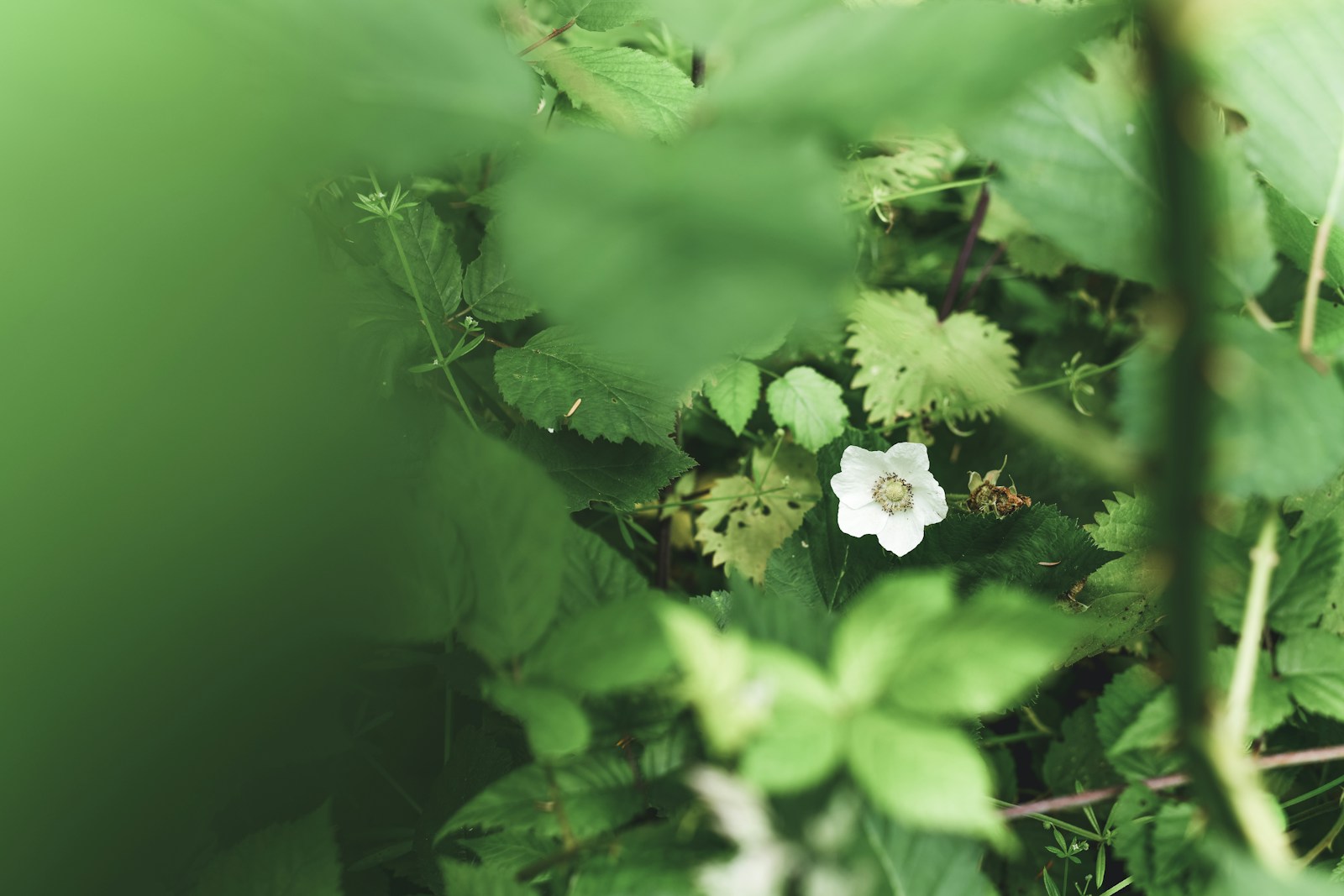 White five-petaled trailing blackberry (Rubus ursinus) flower among toothed green leaves