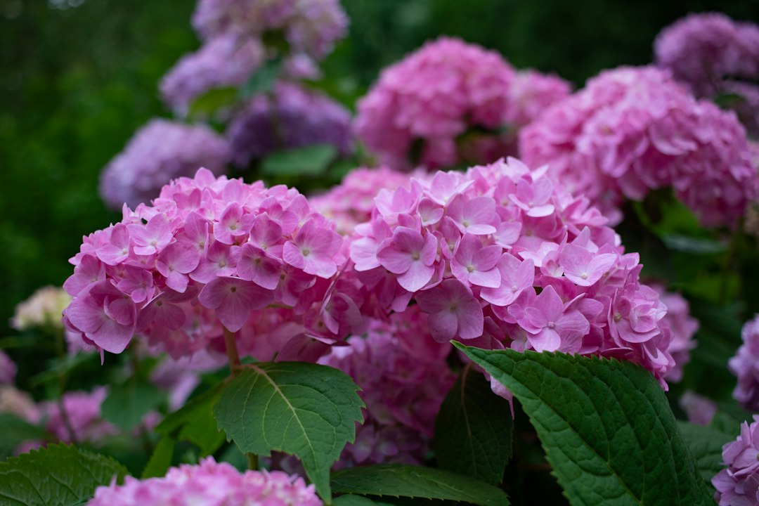 Close-up of a bigleaf hydrangea with dense pink mophead flower clusters and serrated green leaves