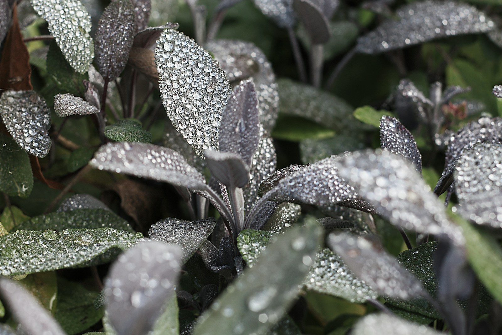 Purple sage leaves covered in morning dew drops