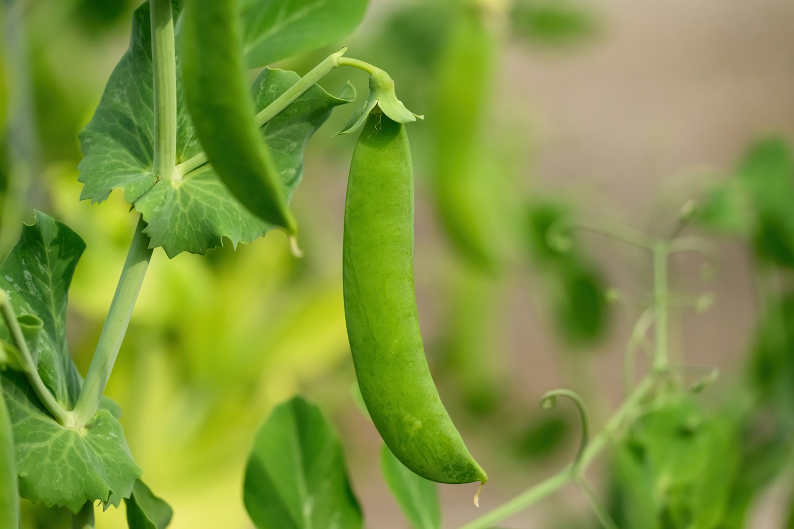 A plump sugar snap pea pod hanging from a vine among leaves and tendrils