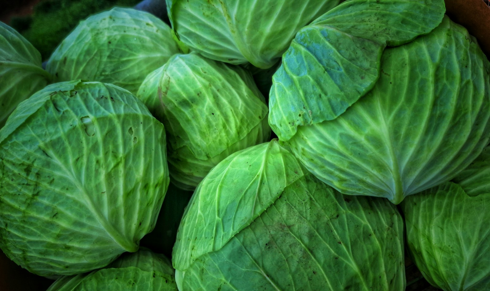 Freshly harvested green cabbage heads piled together in a basket