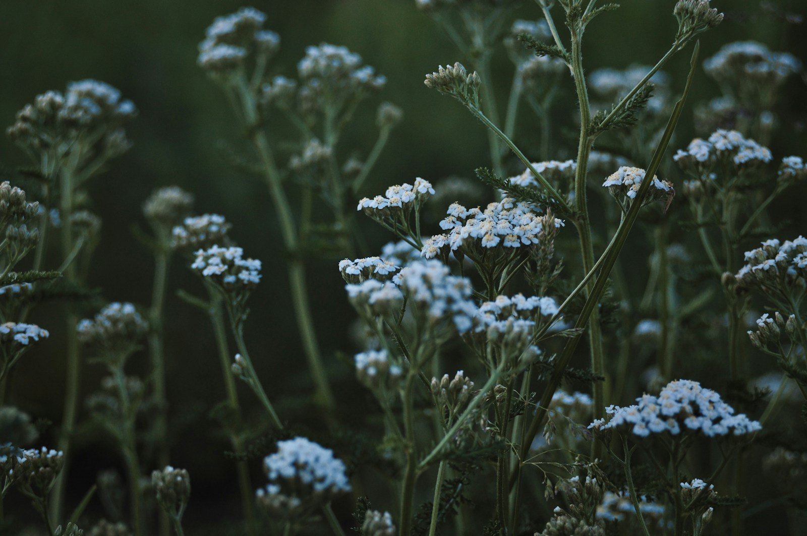 Many white yarrow flower heads on tall stems in a meadow