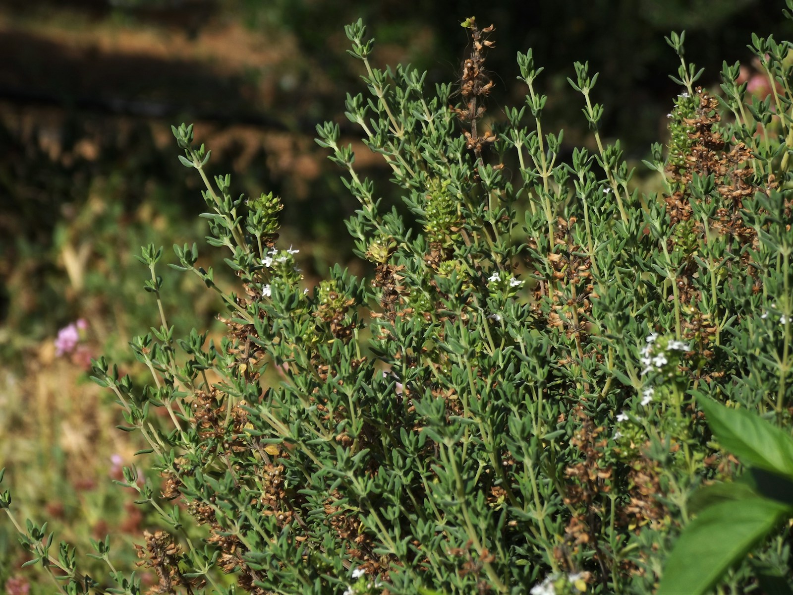 Grey-green thyme bush with small white flowers and brown seed heads