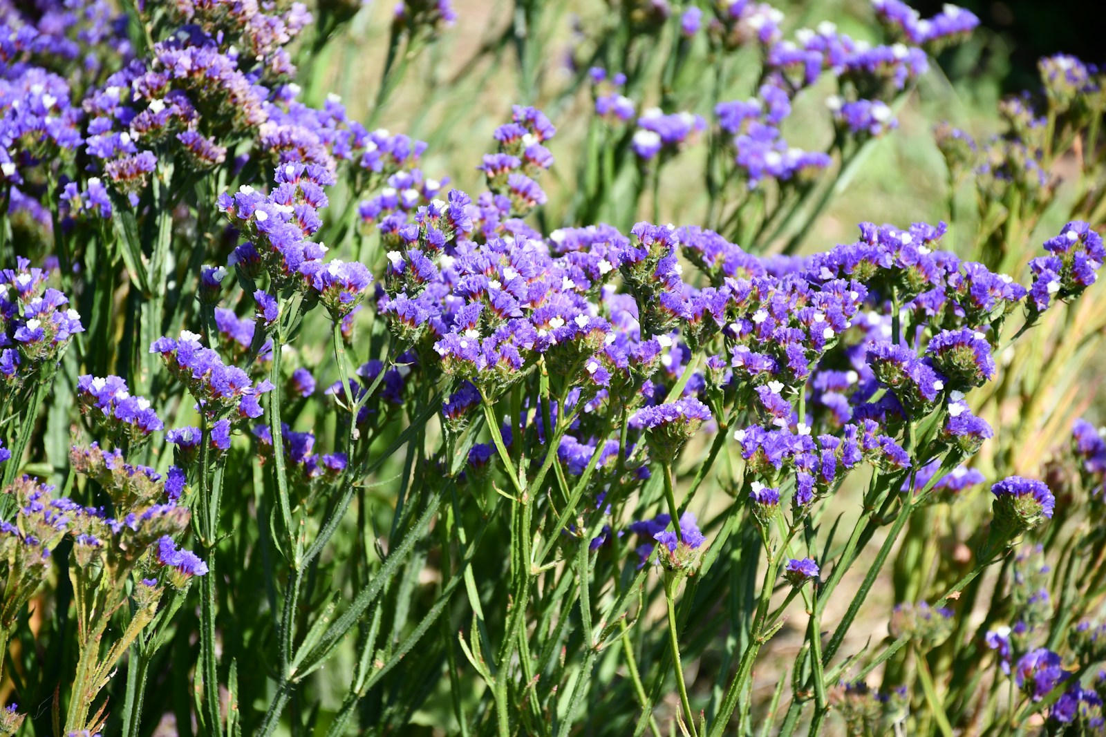 Statice plants in full sun with winged stems and violet flower clusters