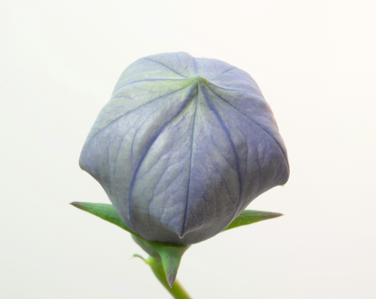 Close-up of a single inflated balloon flower bud on a green stem