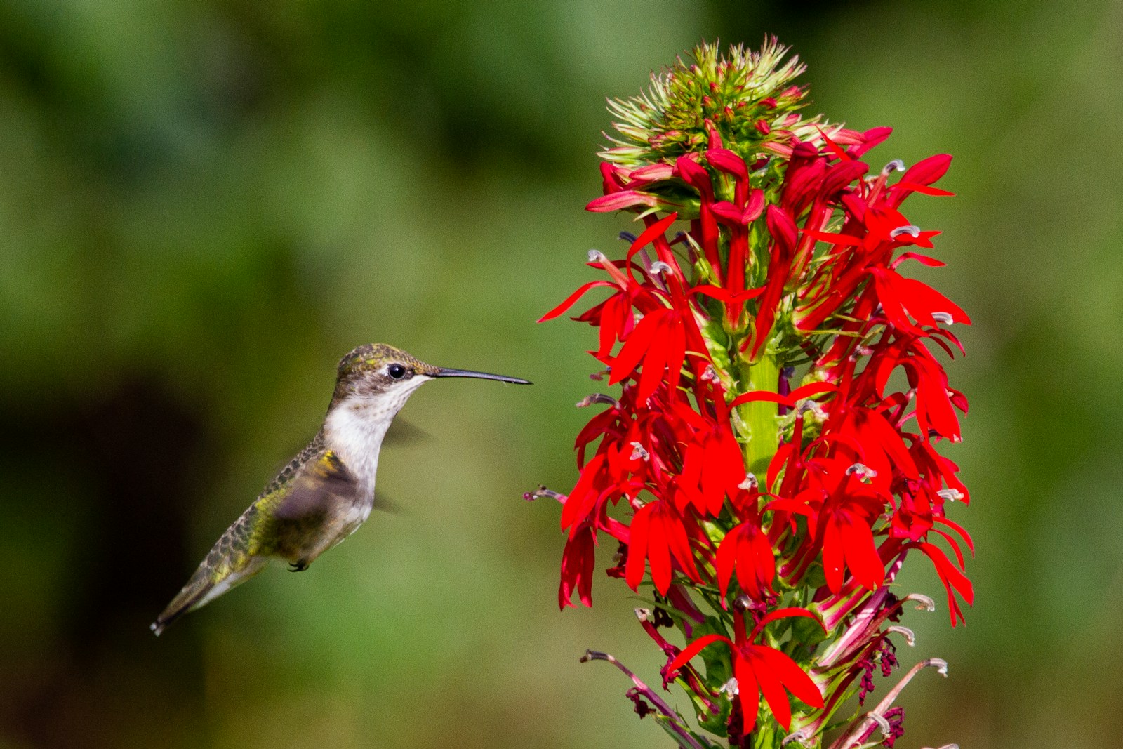 Cardinal flower (Lobelia cardinalis), a red-flowered relative, visited by a hummingbird