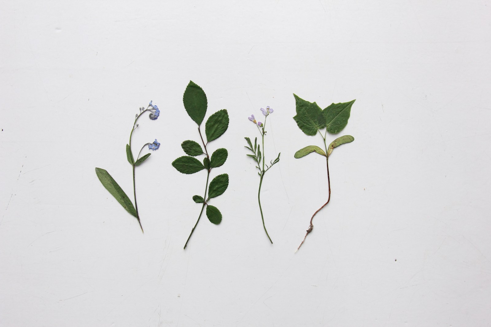 Four pressed leaf and flower stems laid side by side on white paper