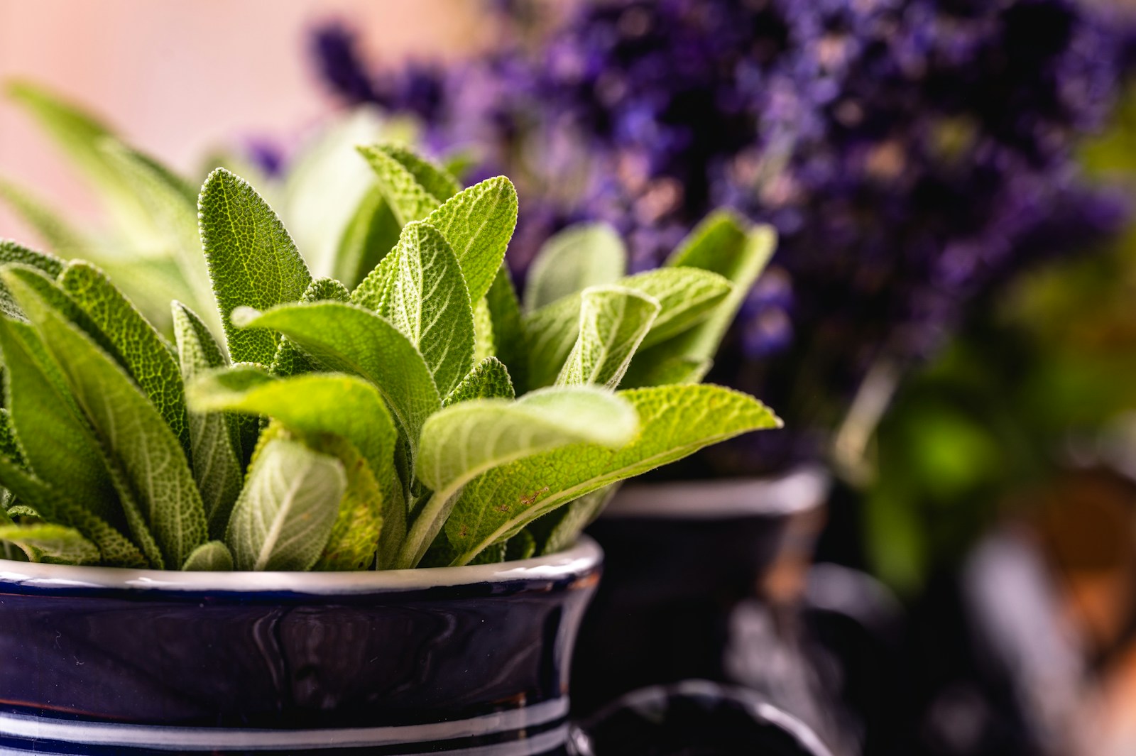 Garden sage growing in a glazed blue pot with lavender behind