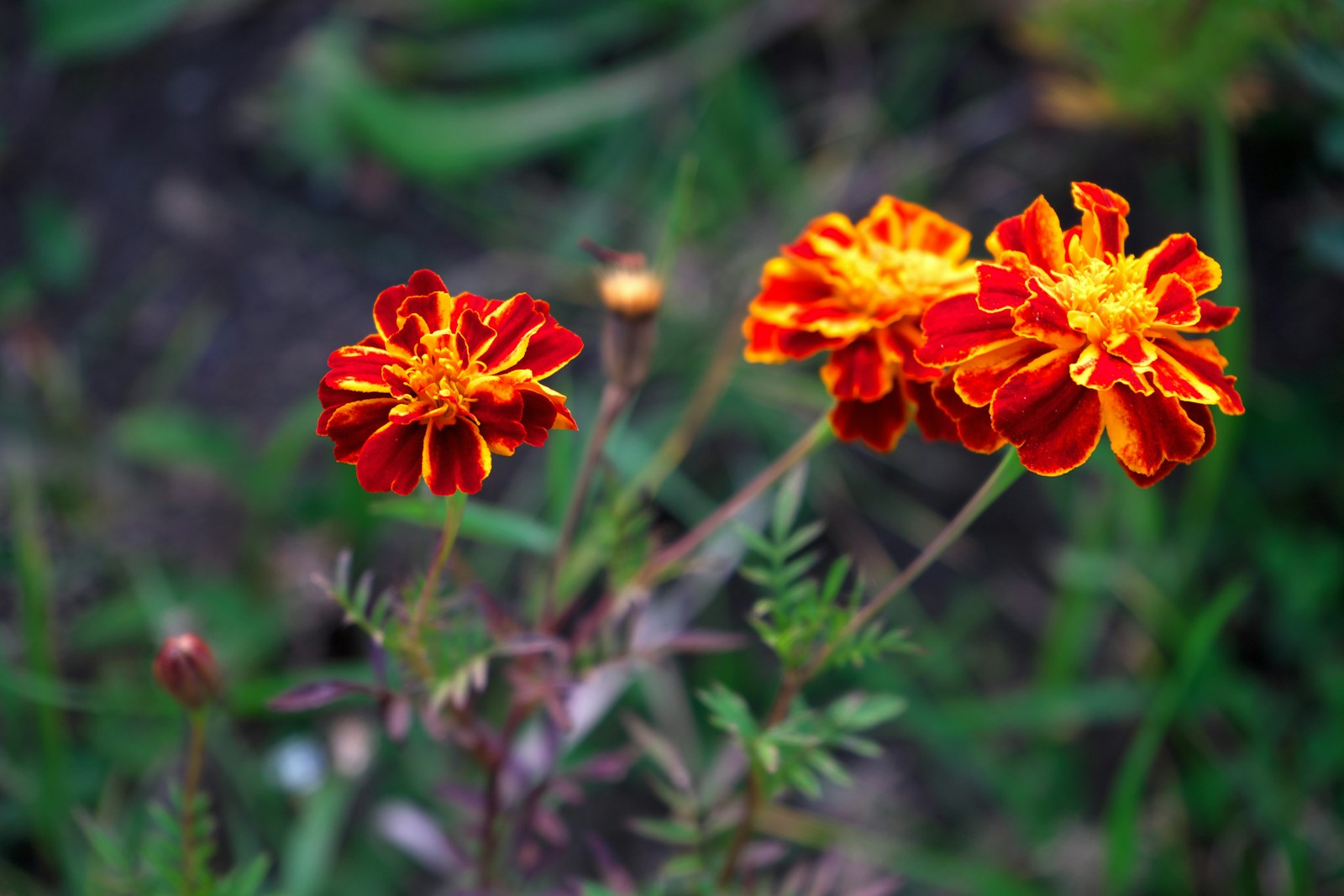Three red and yellow bicolor marigold flowers on slender stems