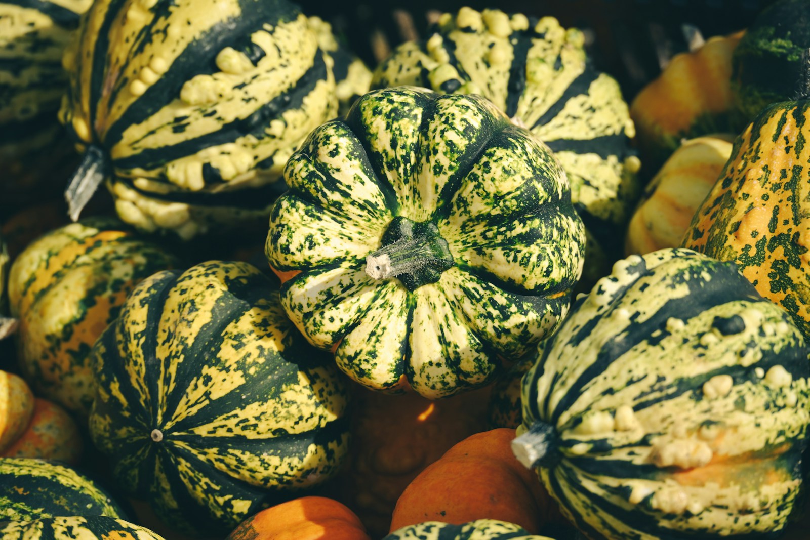 Heap of green and cream striped ornamental gourds, some with warty skins