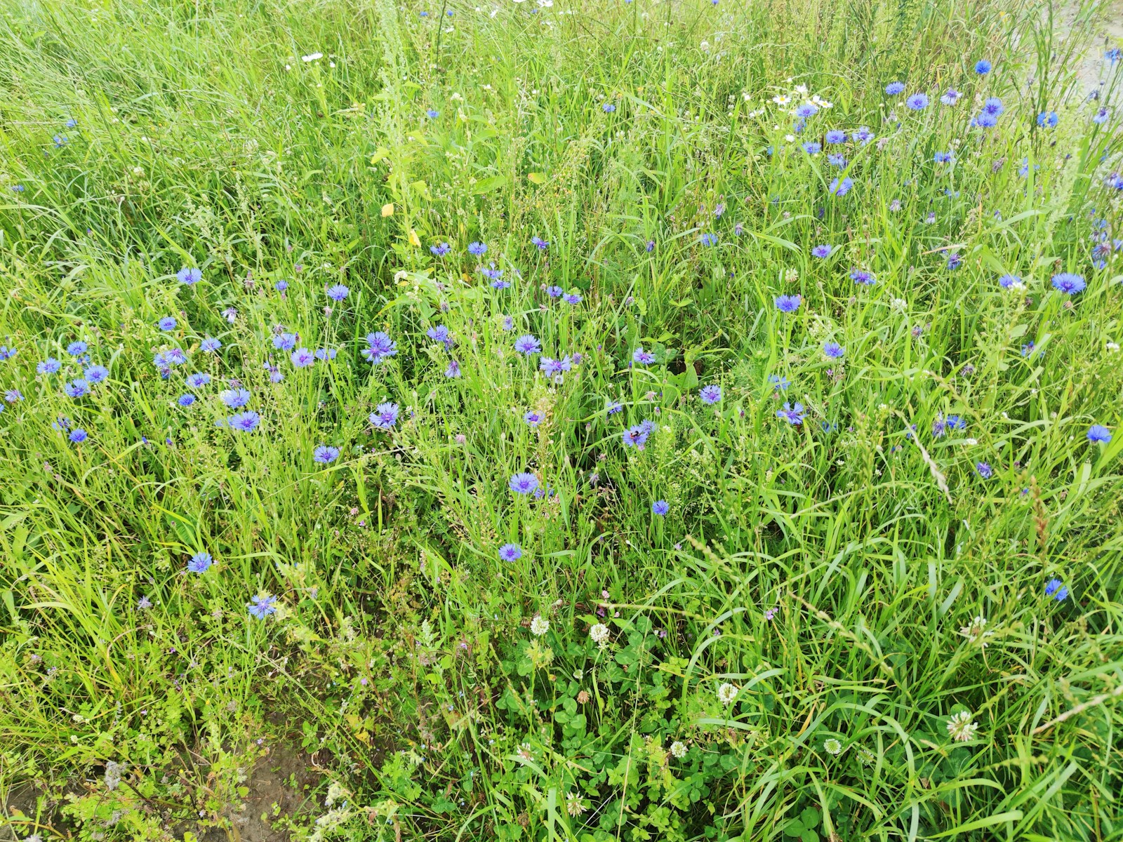 Drift of blue cornflowers growing among grasses and clover in a meadow