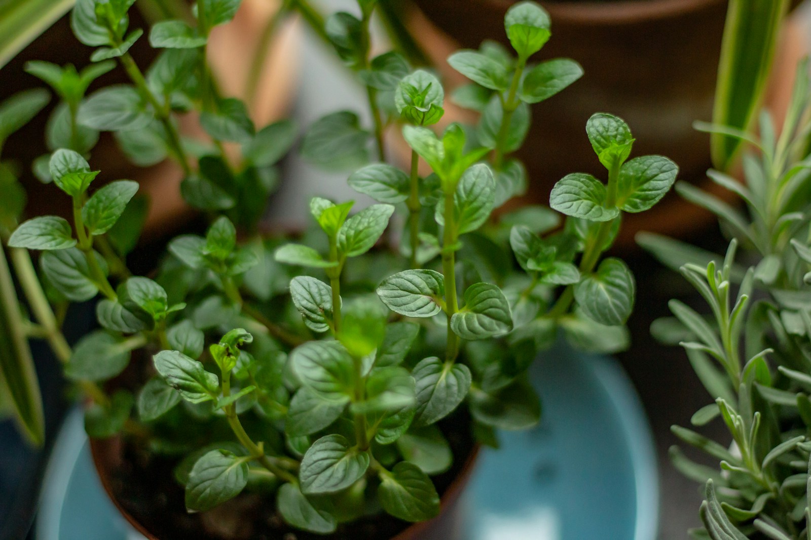 Chocolate mint plant with small dark green leaves growing in a pot