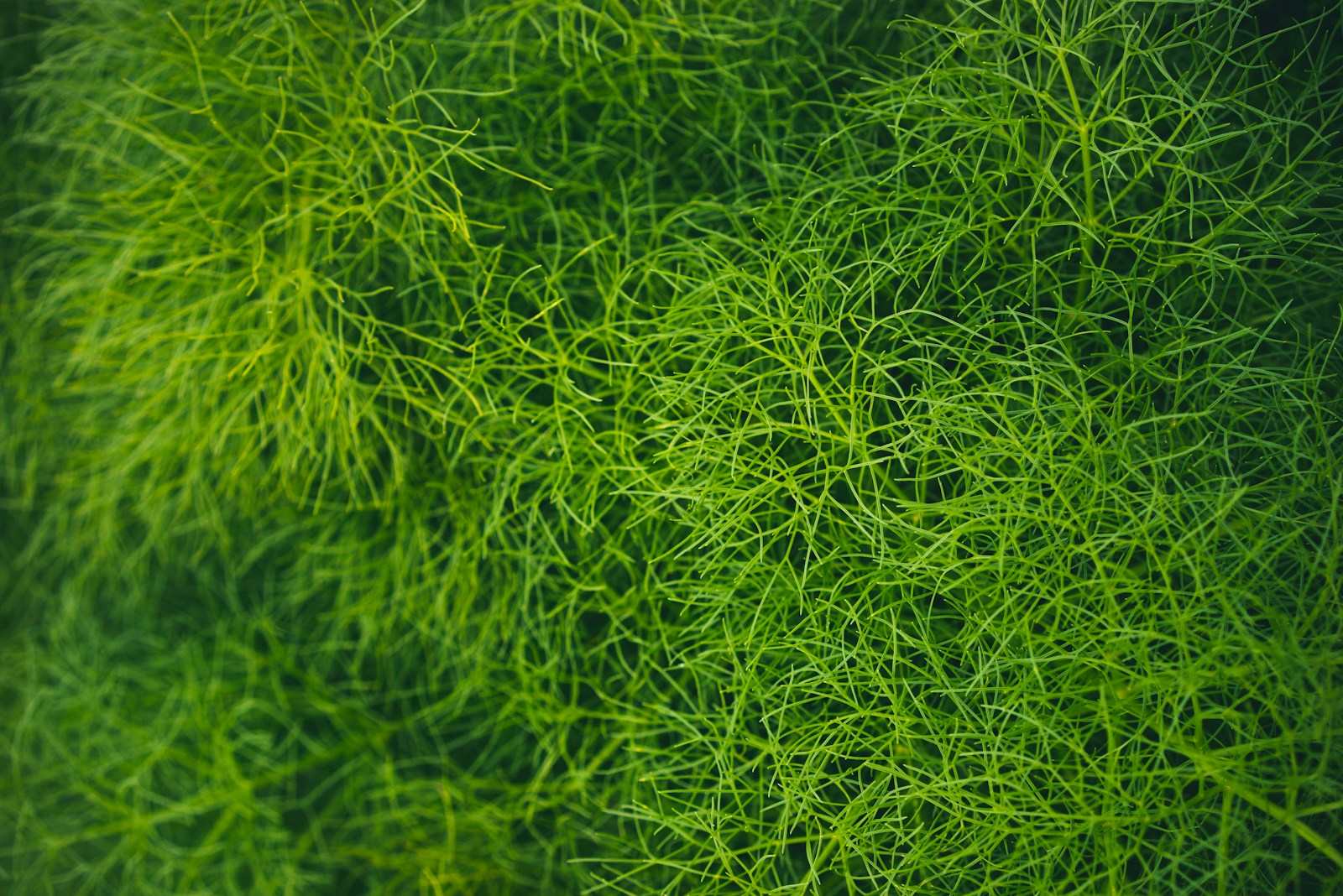 Dense mass of fine, thread-like green foliage on a large wild fennel plant