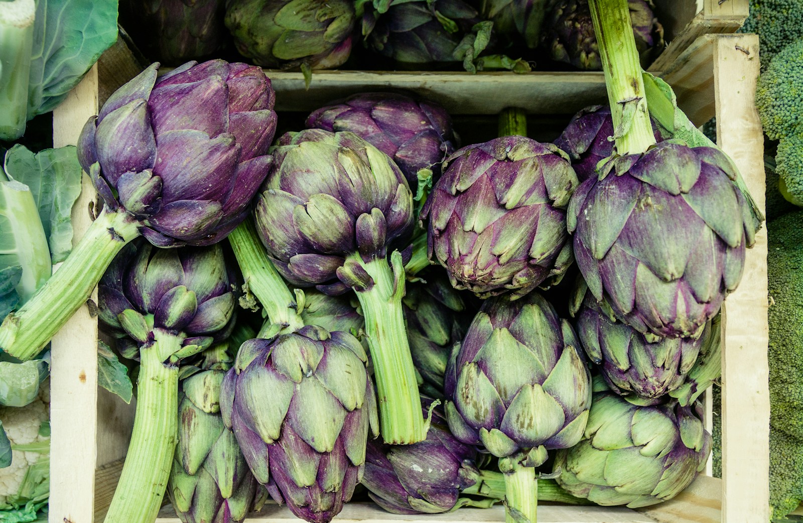 Freshly cut purple and green artichoke buds with long stems in a crate