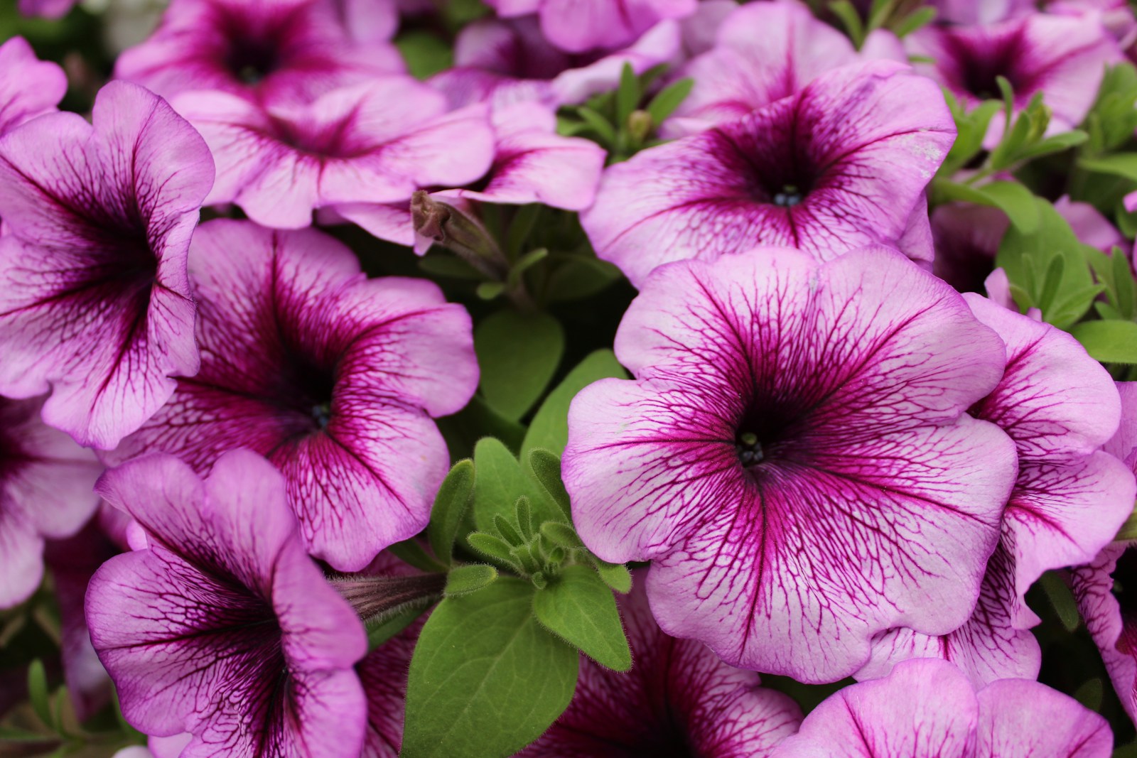 Close-up of pink petunia flowers with dark purple veins