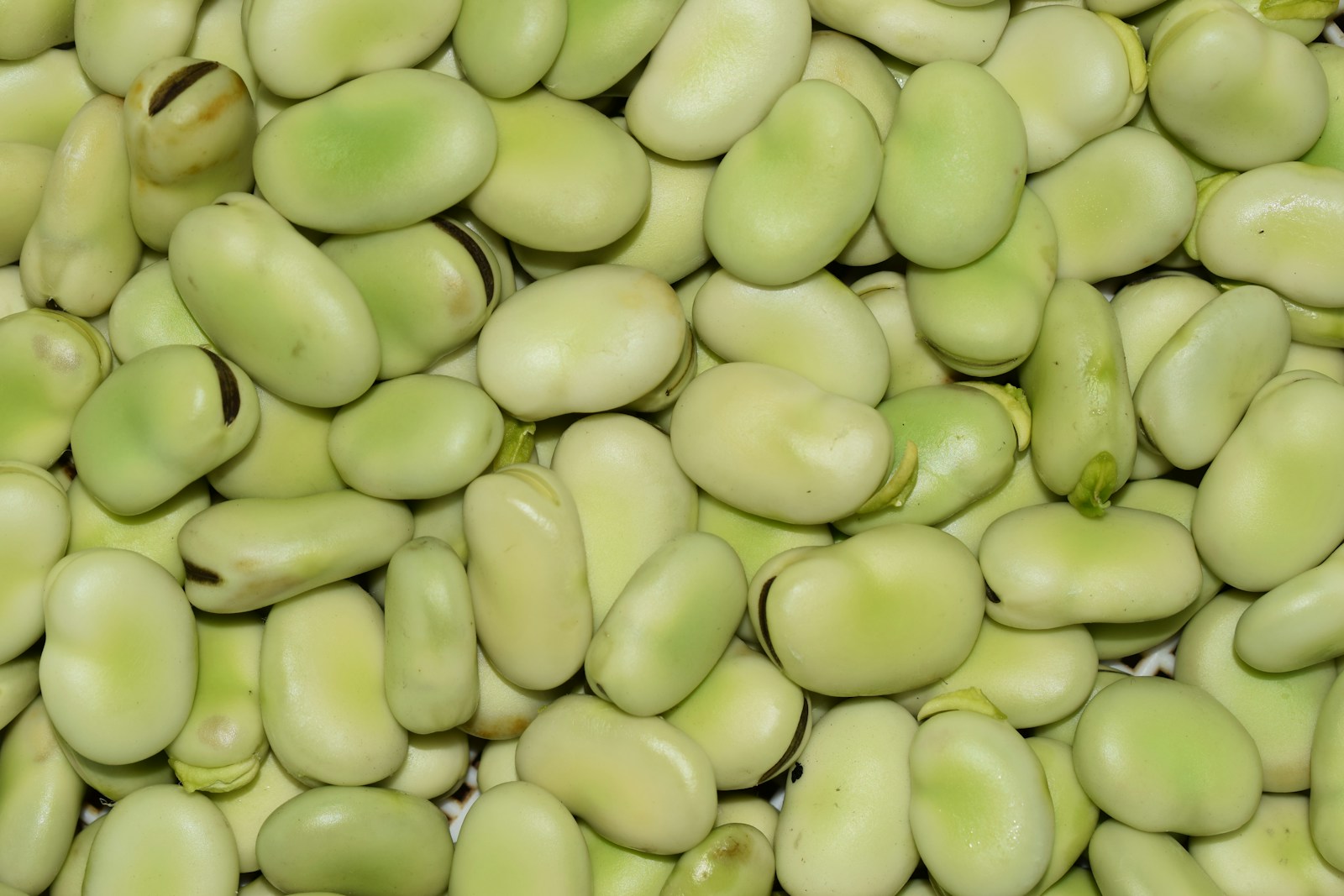 Shelled pale green fava beans, some with dark seed scars