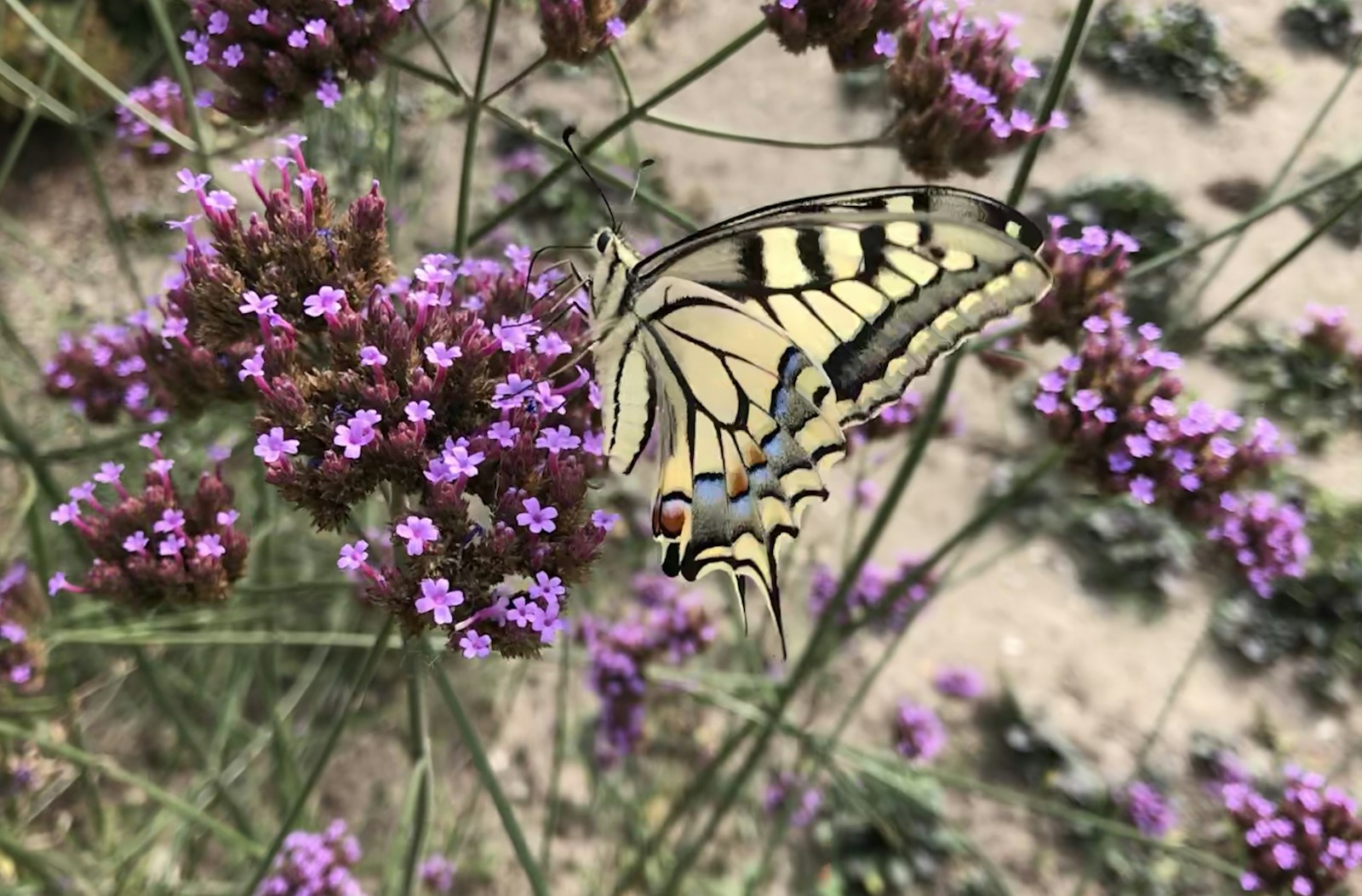 Swallowtail butterfly on purple tall verbena among wiry see-through stems