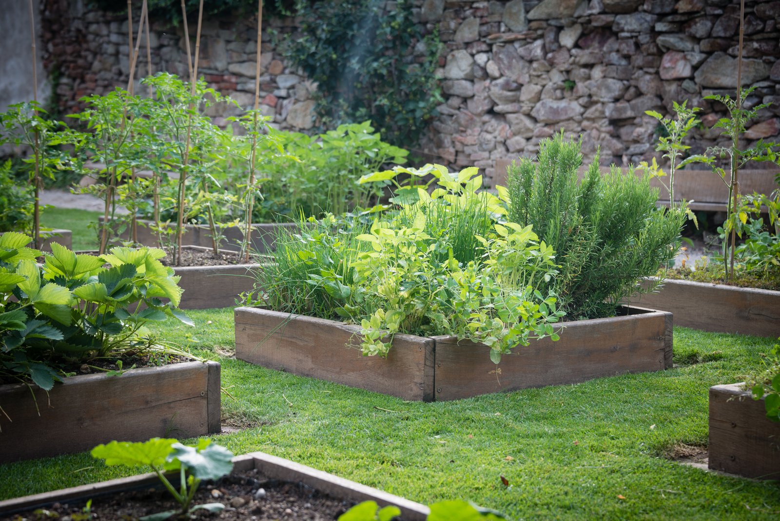 Small sunny wooden raised beds filled with mixed green herbs