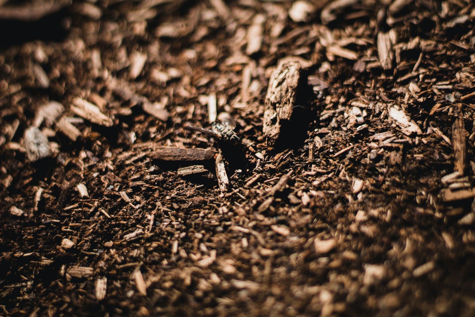 Close-up of brown shredded bark mulch covering a garden bed