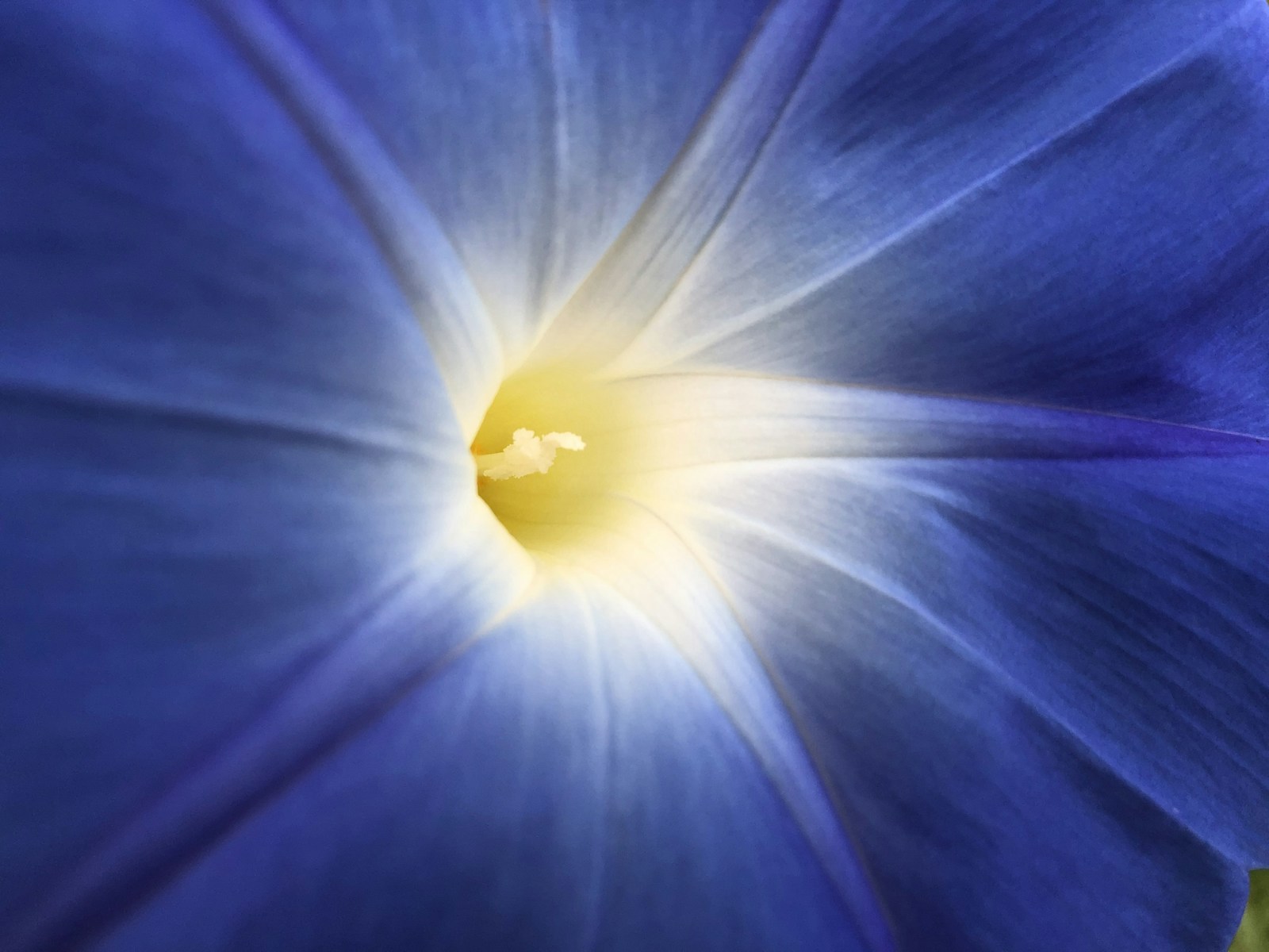 Close-up of a sky-blue 'Heavenly Blue' flower with a pale yellow throat