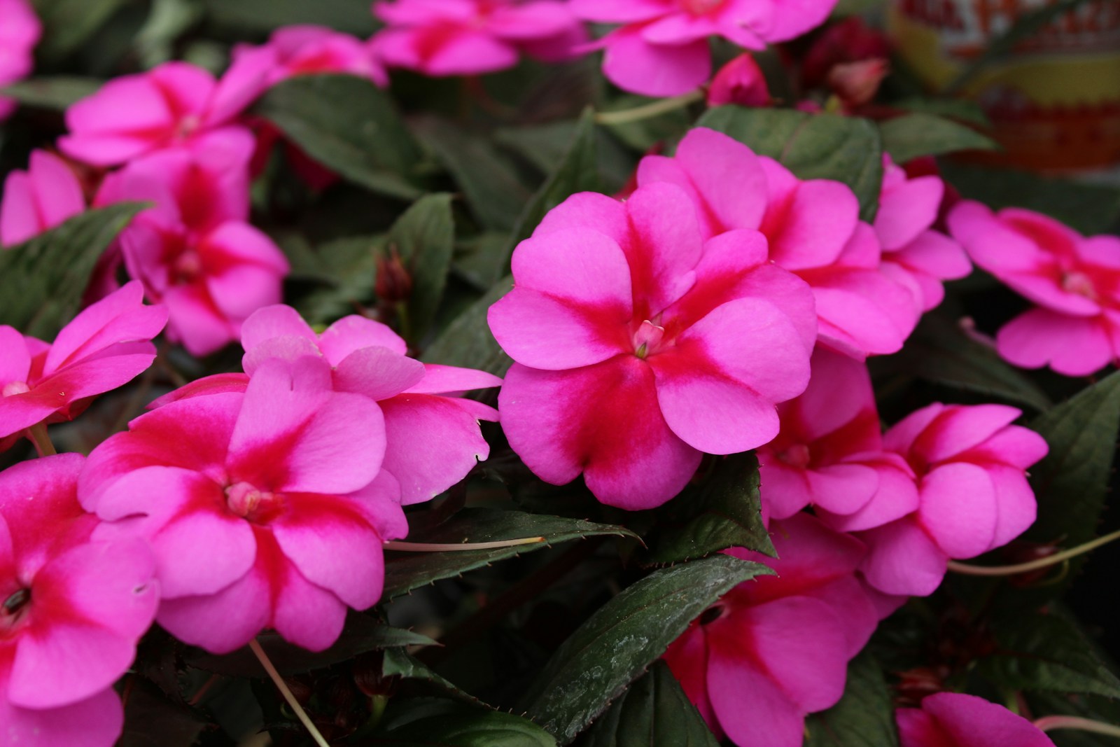 Close-up of pink impatiens flowers with deep rose centres and dark leaves