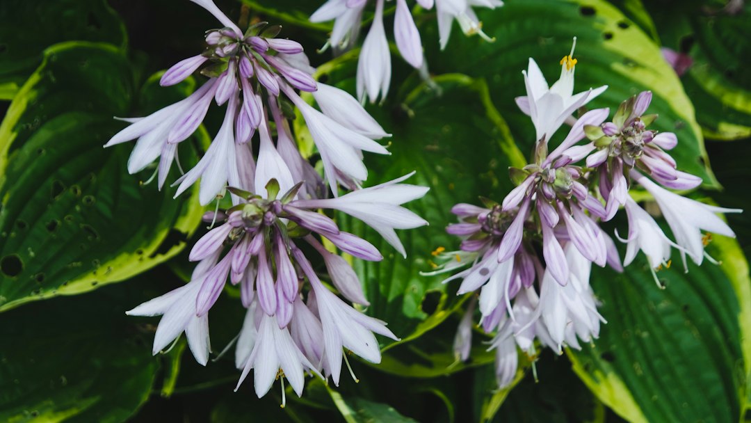 Pale purple bell-shaped hosta flowers on scapes above gold-edged leaves