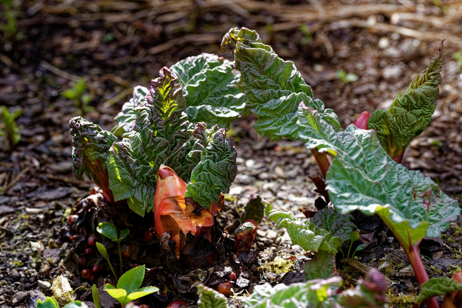 Crinkled young rhubarb leaves unfurling from a crown in spring soil