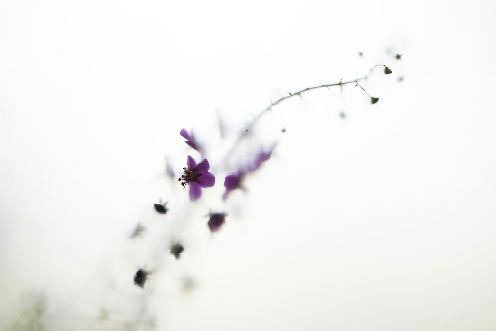 Purple-flowered verbascum relative in soft focus against a pale background
