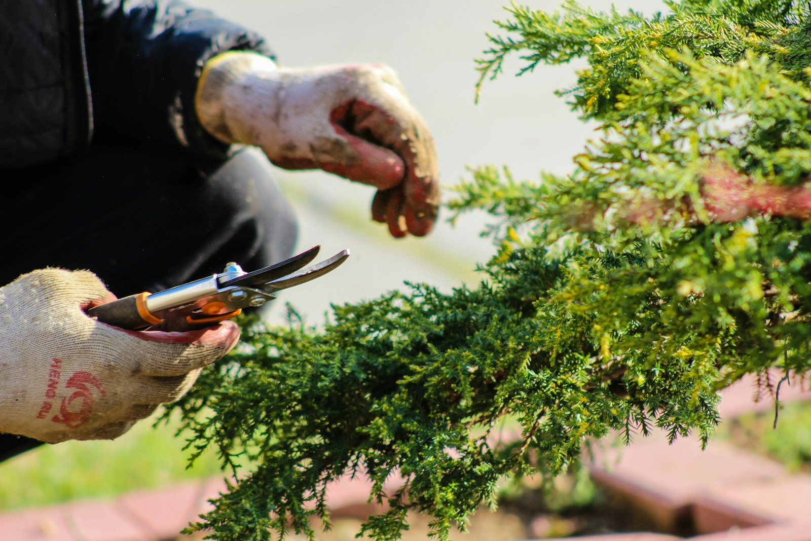 Gloved hands pruning a green juniper branch with hand shears