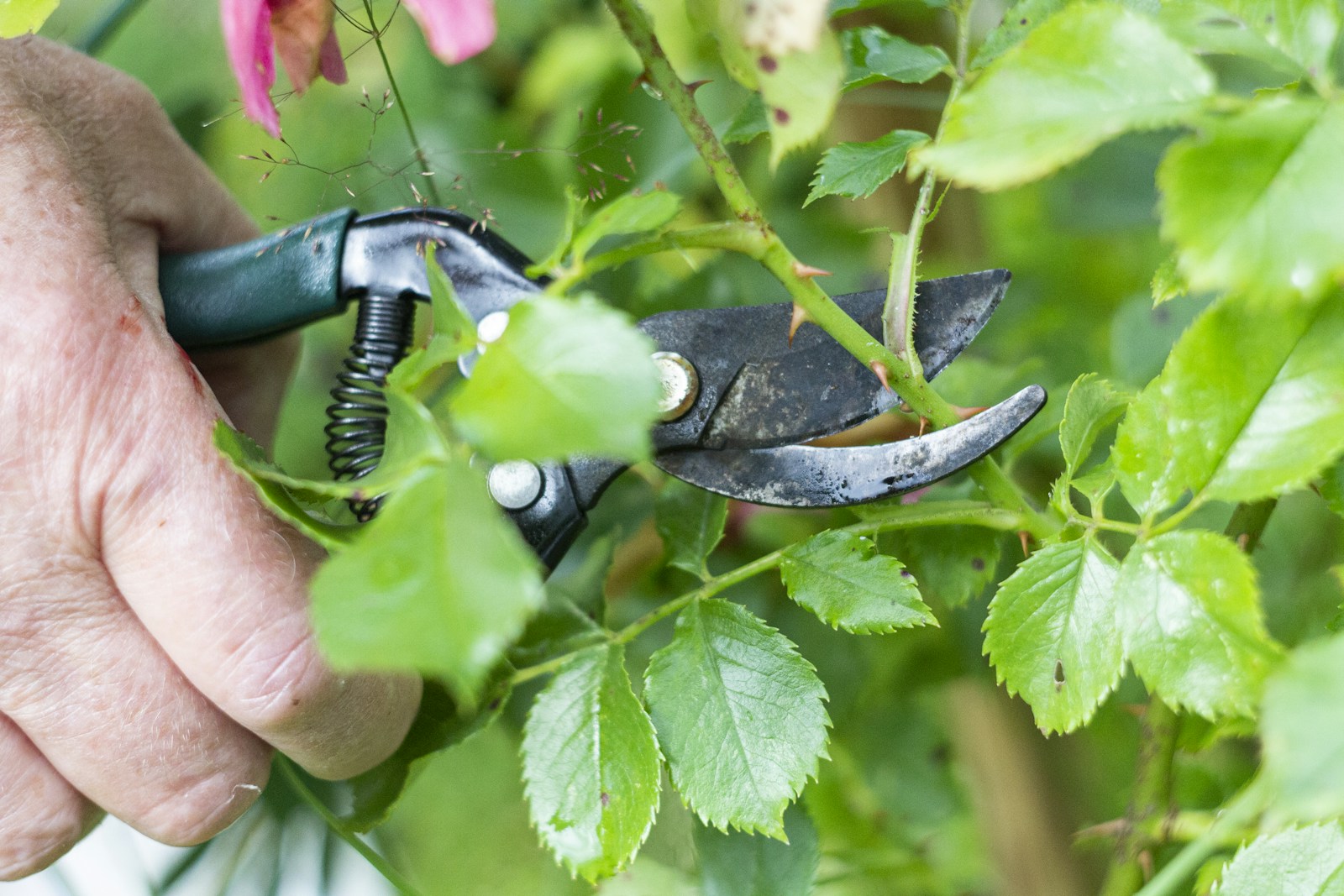 Hand cutting a thorny rose stem with bypass hand pruners