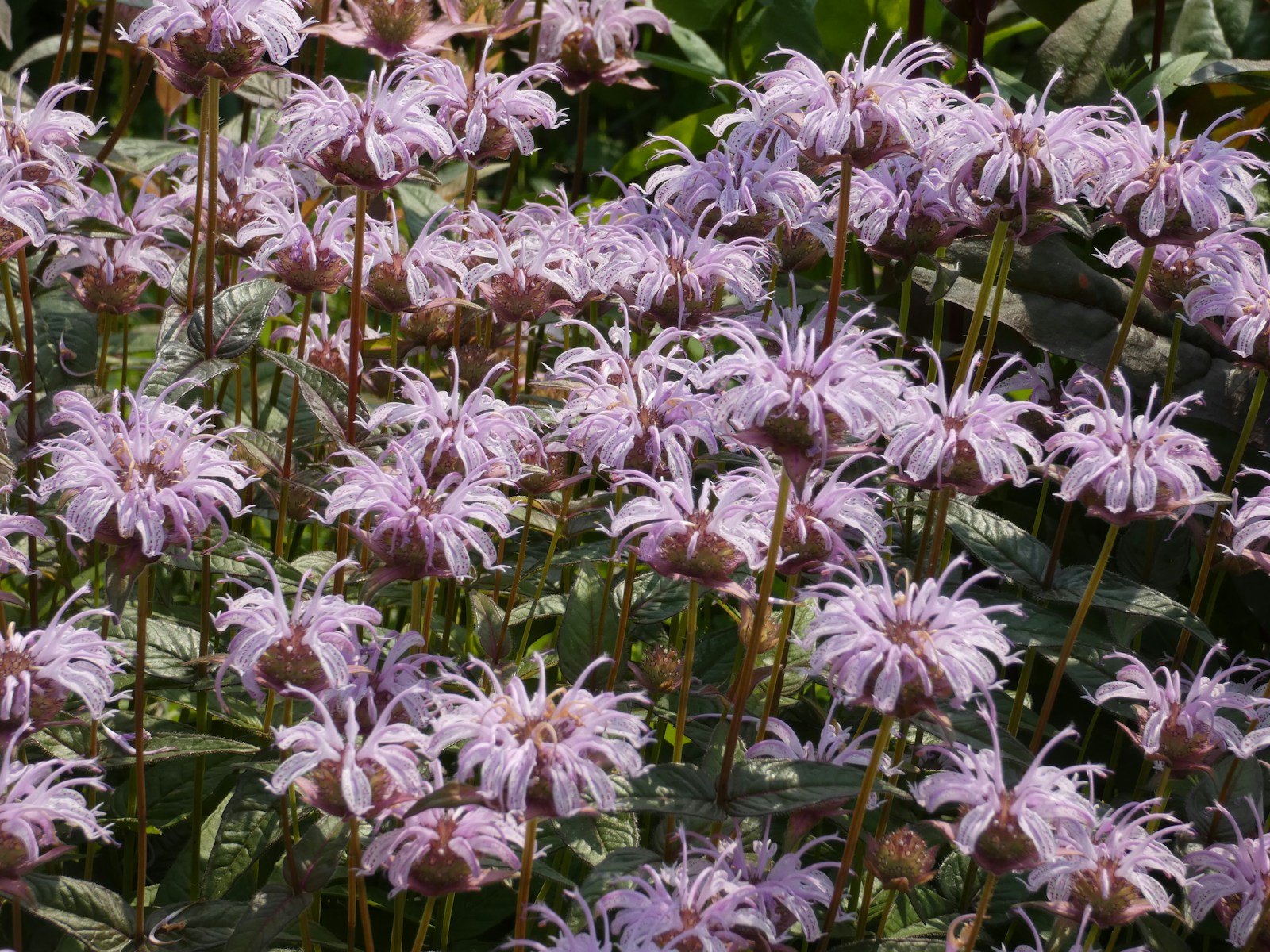 Patch of a related bee balm with pale lilac, purple-dotted flowers in a border