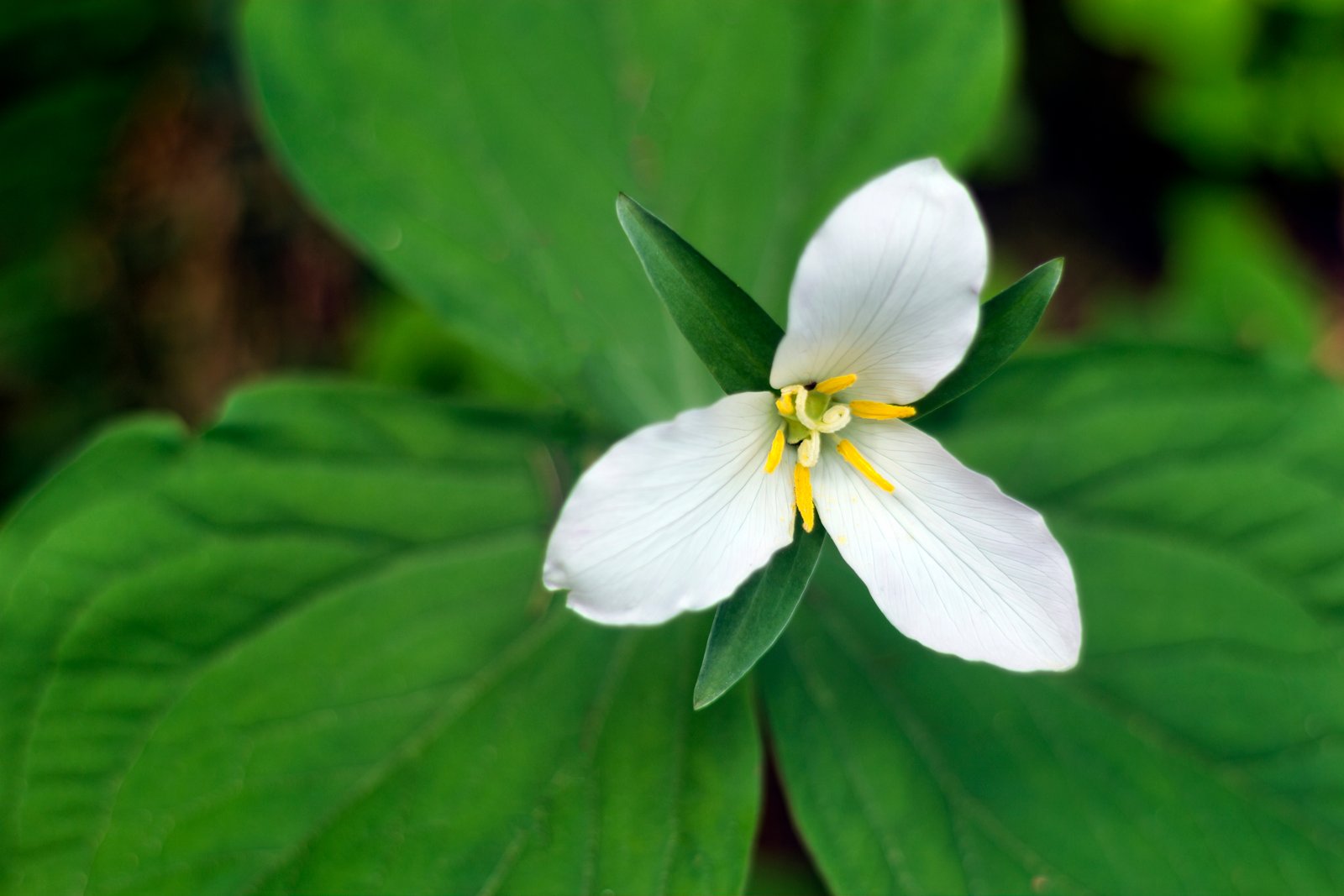 White trillium flower above its three broad leaves in woodland shade