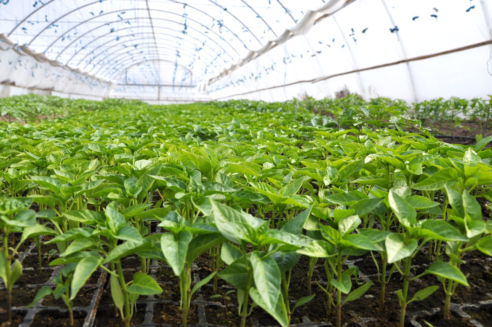 Rows of young pepper plants growing in soil inside a polytunnel