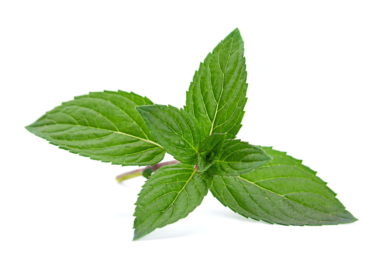 Close view of a fresh peppermint sprig with veined, toothed leaves
