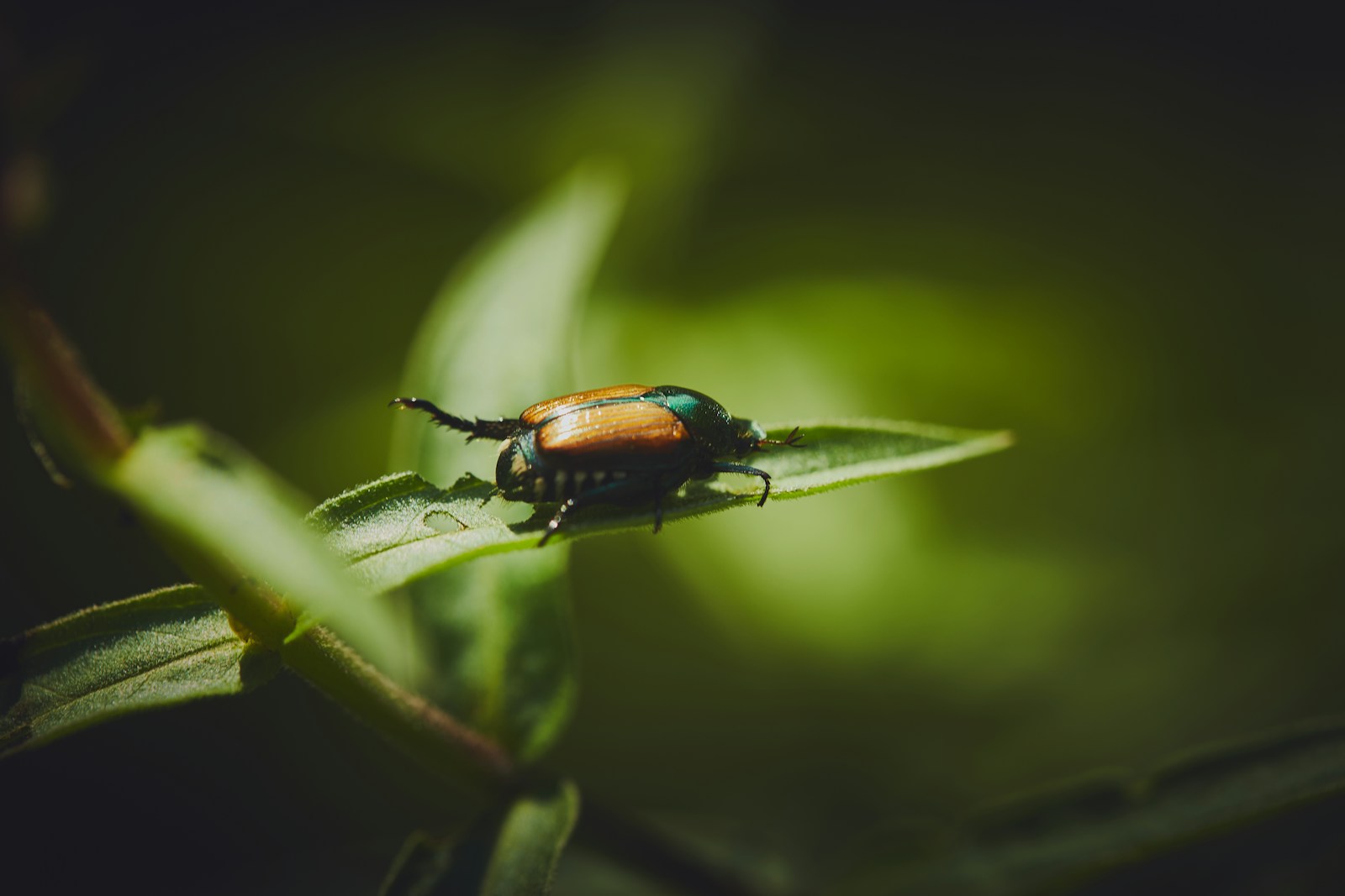 Japanese beetle with copper wing covers and metallic green head on a chewed leaf