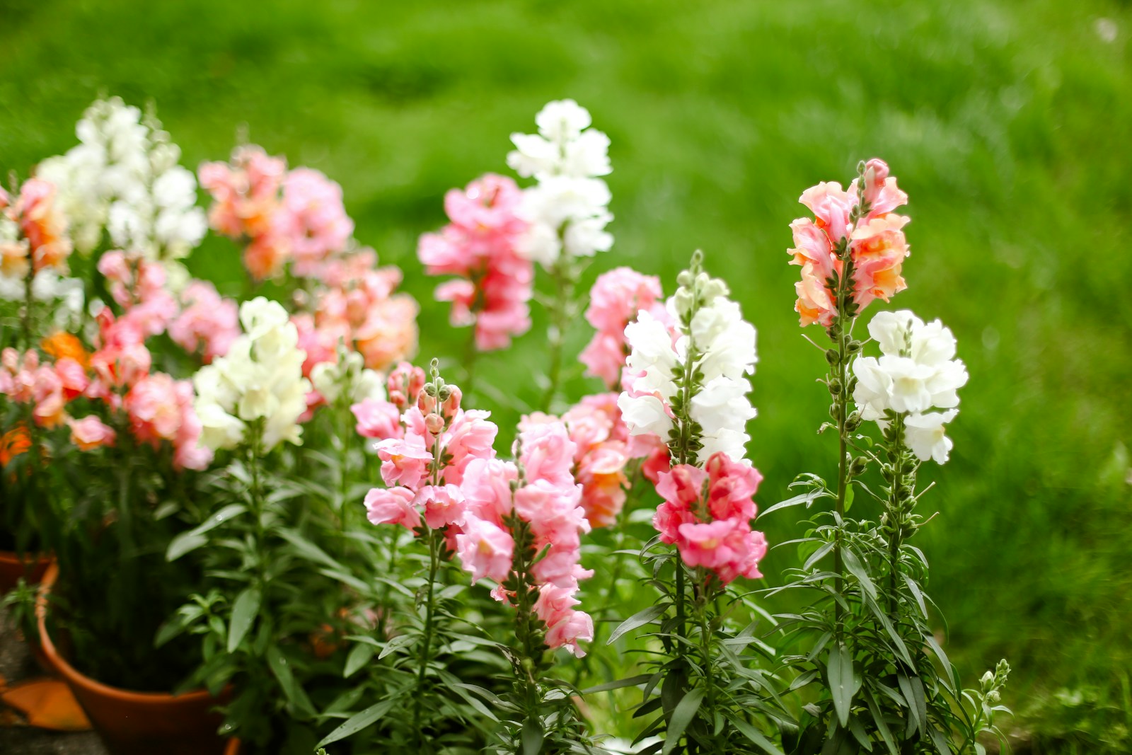 Pink, peach and white snapdragons growing in terracotta pots beside a lawn