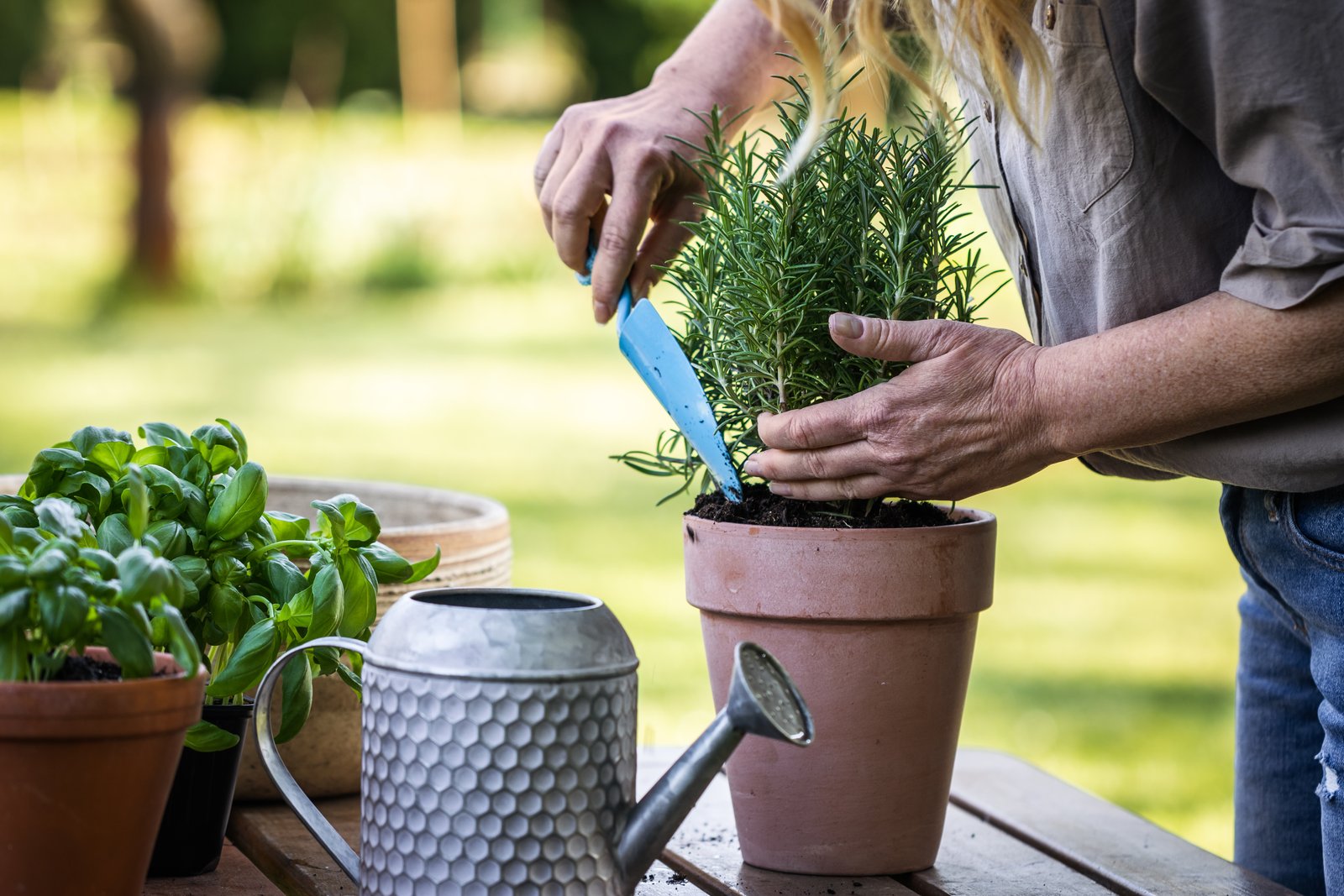 Gardener firming potting mix around a herb in a clay pot outdoors