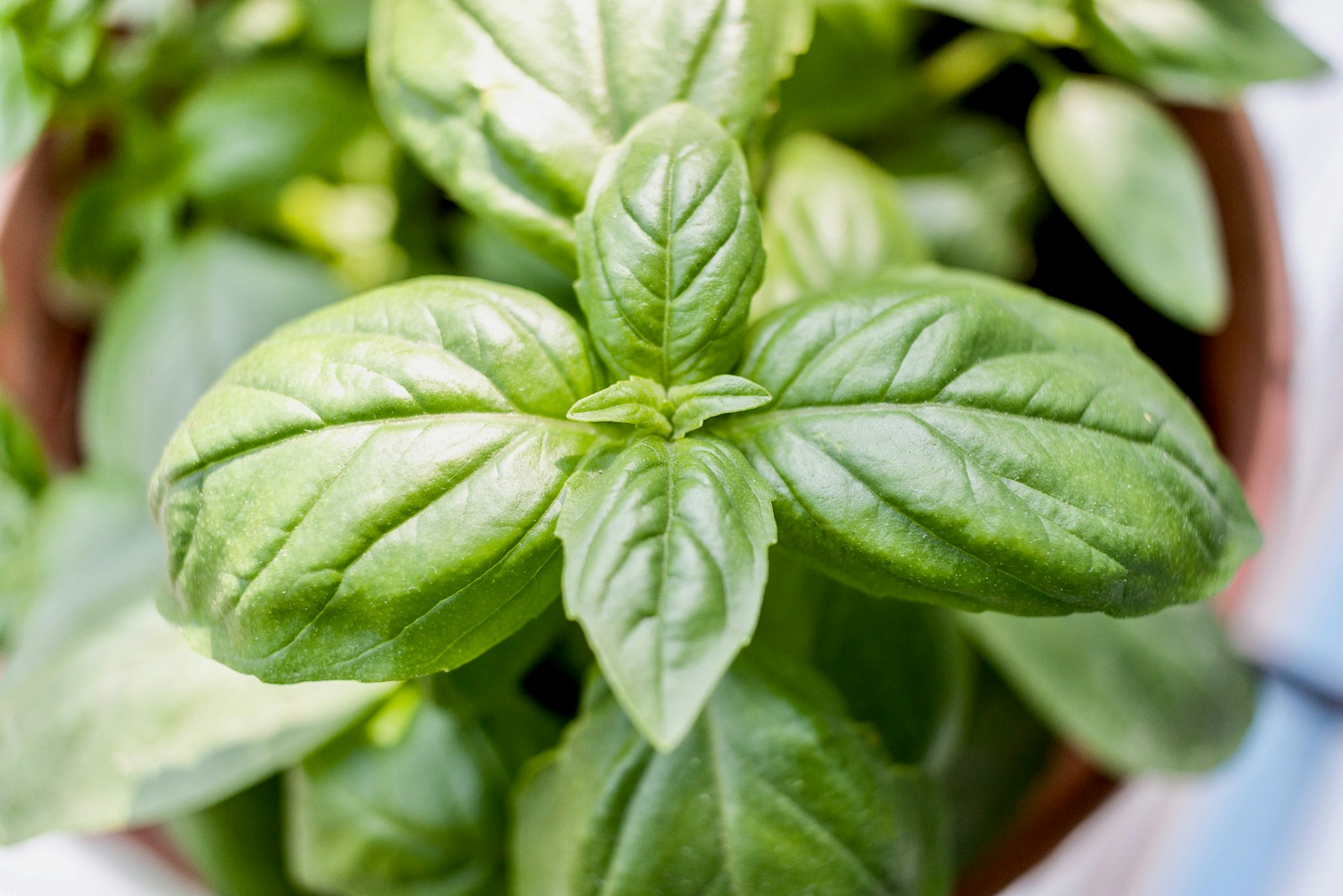 Looking down on a potted basil plant's growing tip and top leaf pairs
