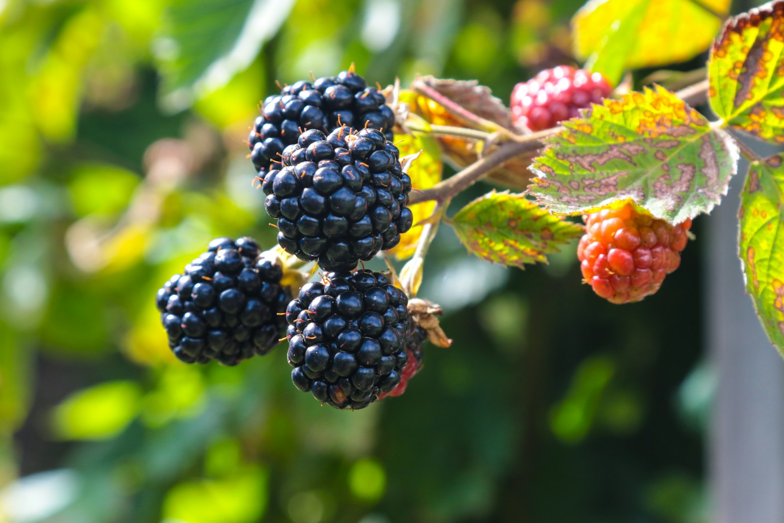 Ripe and ripening blackberries on a cane with yellowing late-summer leaves