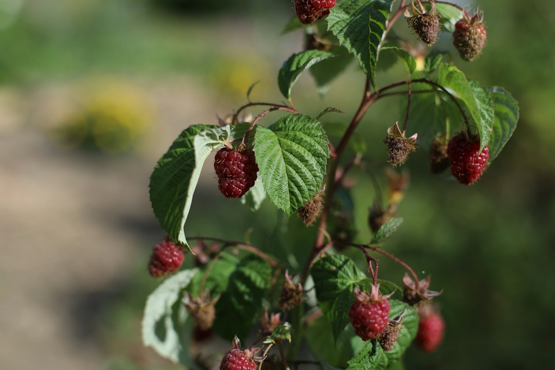 A raspberry cane with berries at several stages of ripening, from green to deep red