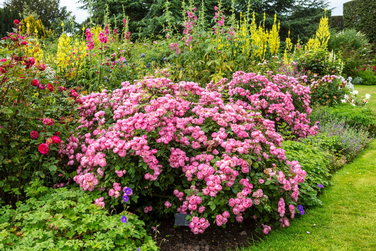 Tall branching yellow verbascum spikes behind pink roses at the back of a border