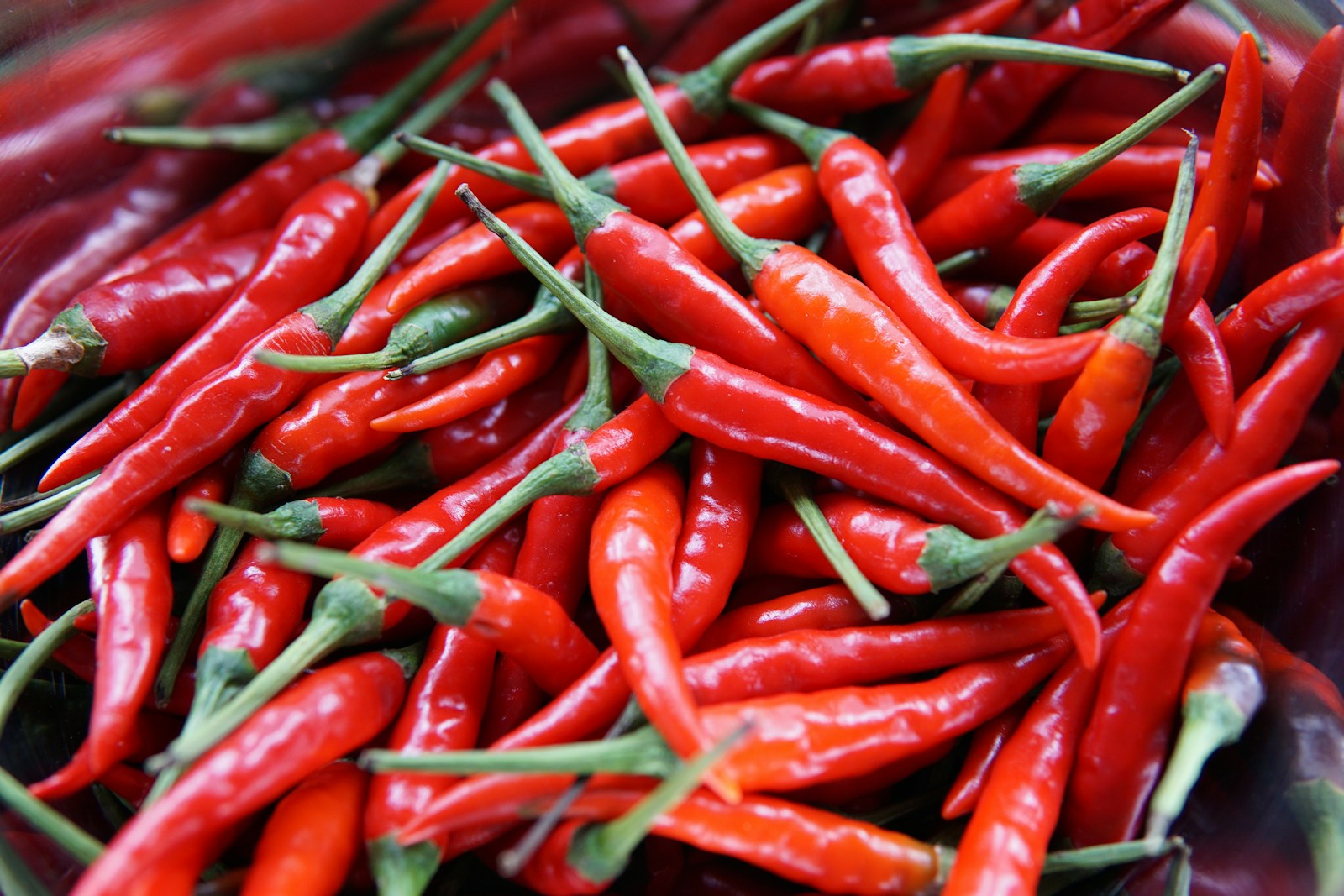 Pile of freshly picked slim red chili pods with green stalks