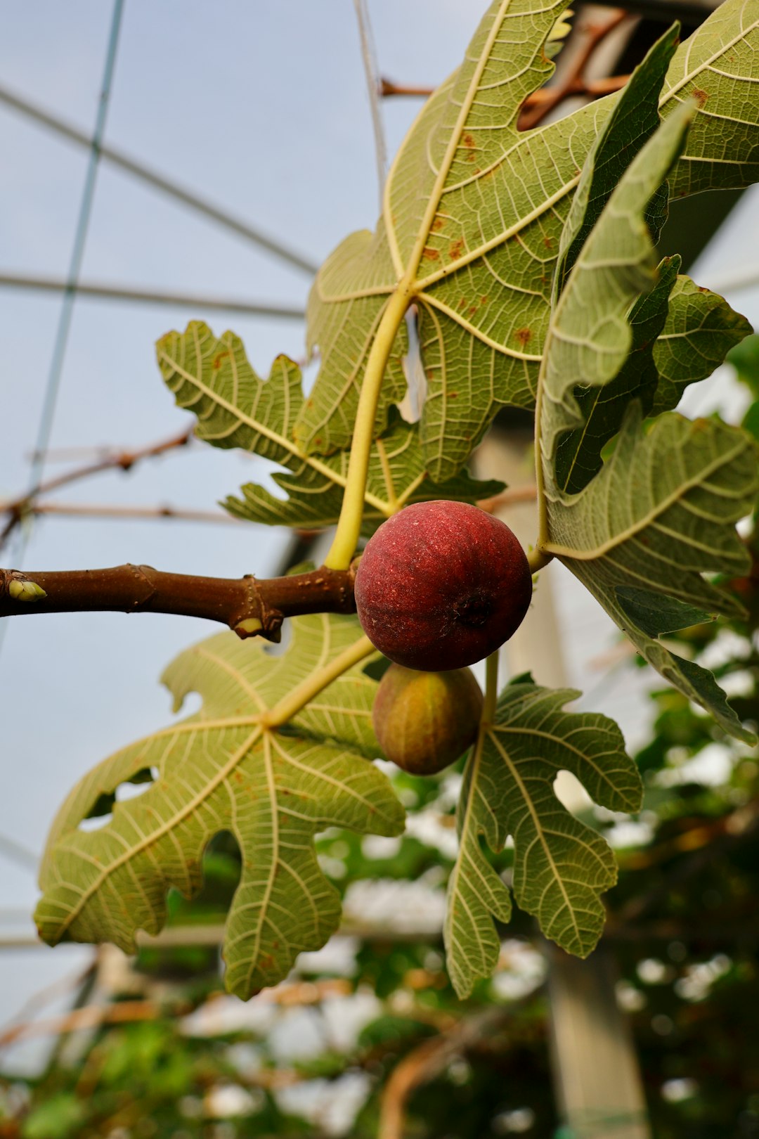 A ripe reddish-brown fig drooping on its stem next to a smaller unripe green fig