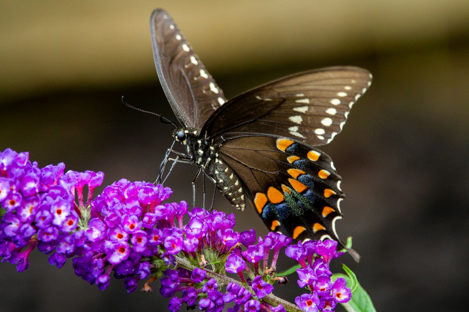 Adult spicebush swallowtail butterfly feeding on purple butterfly bush flowers