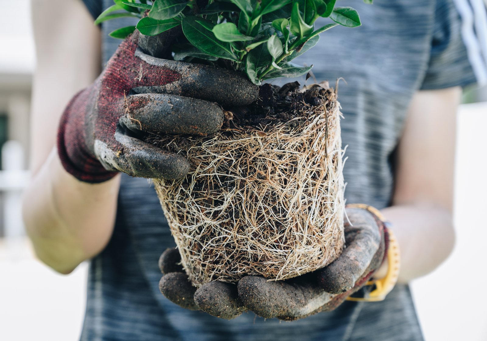 Gloved hands holding a root-bound plant showing a dense mat of roots