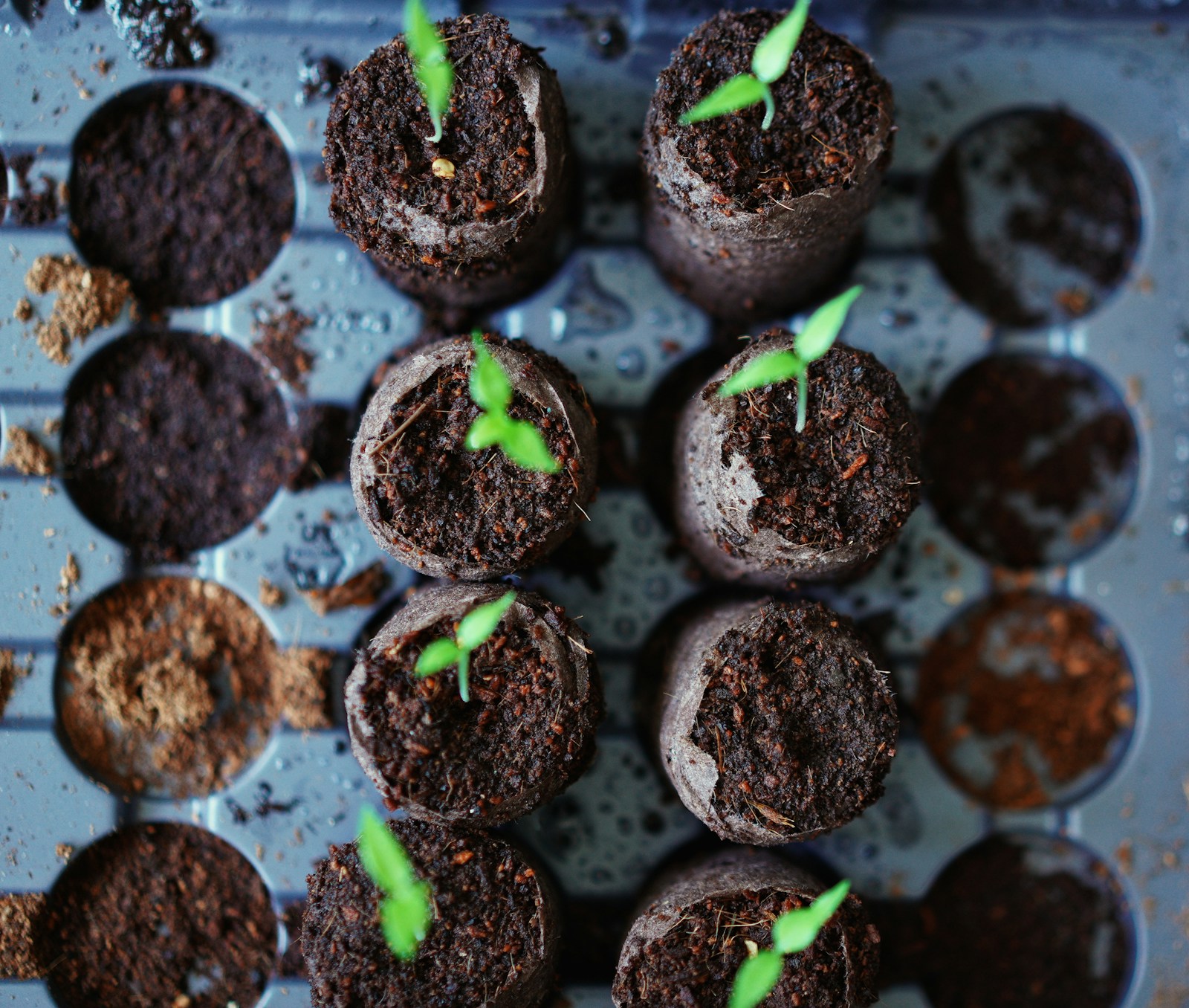 Young seedlings sprouting in peat pots set in a seed tray