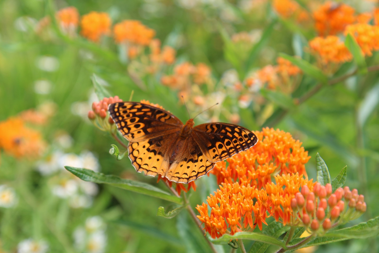 Orange butterfly weed flowers visited by a spotted orange fritillary butterfly